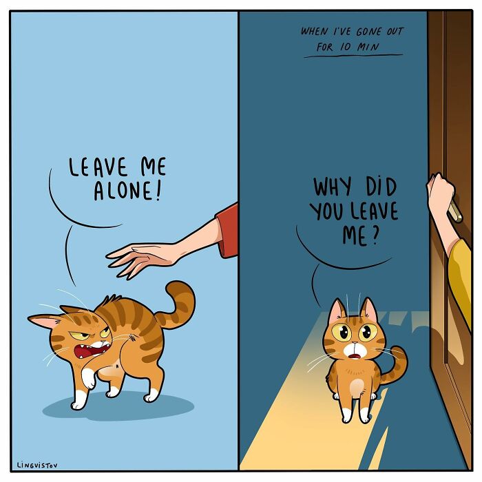 46 New Hilarious Comics About The Realistic Life Of Cat Owners