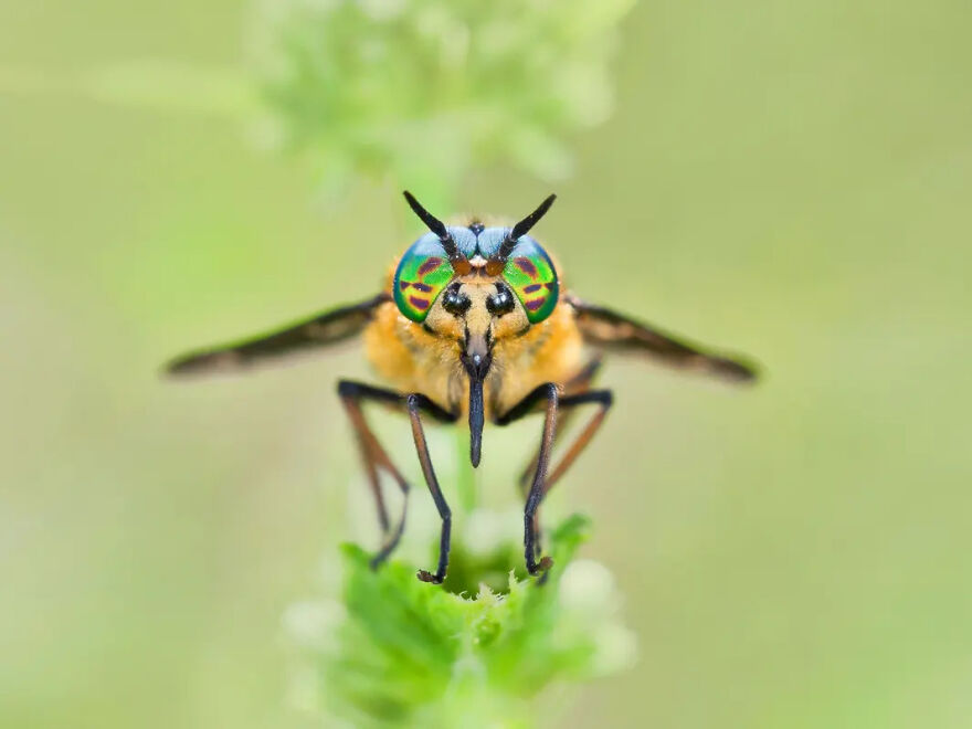 Photograph By Marc Brouwer/Royal Entomological Society