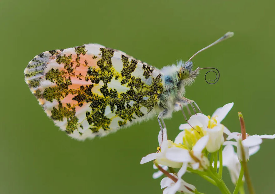 Photograph By Sarah Perkins/Royal Entomological Society