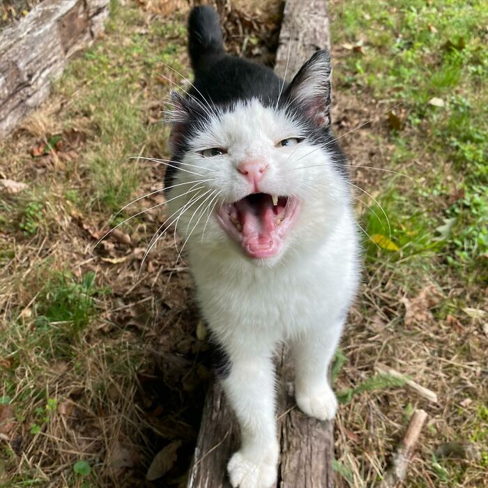A Friendship That Lasted For Almost A Decade Resulted In This Senior Feral Cat Becoming An Indoor Pet A Friendship That Lasted For Almost A Decade Resulted In This Senior Feral Cat Becoming An Indoor Pet