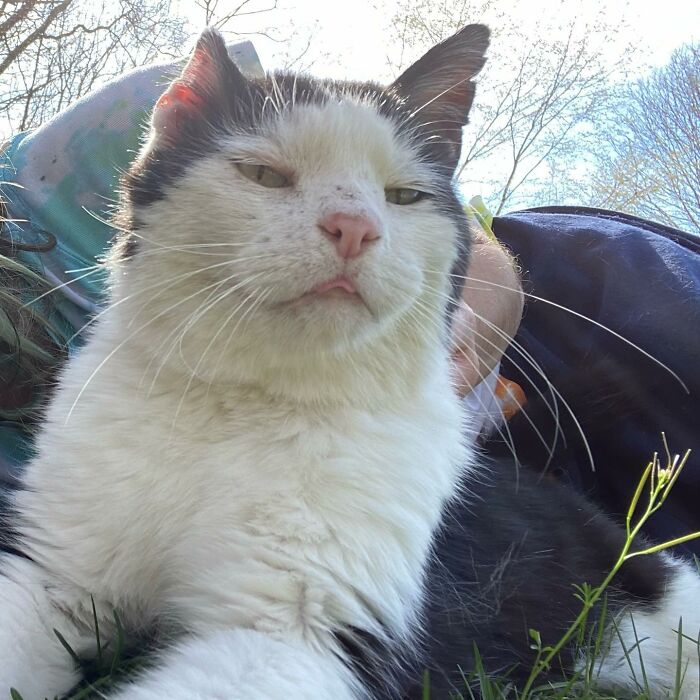 A Friendship That Lasted For Almost A Decade Resulted In This Senior Feral Cat Becoming An Indoor Pet
