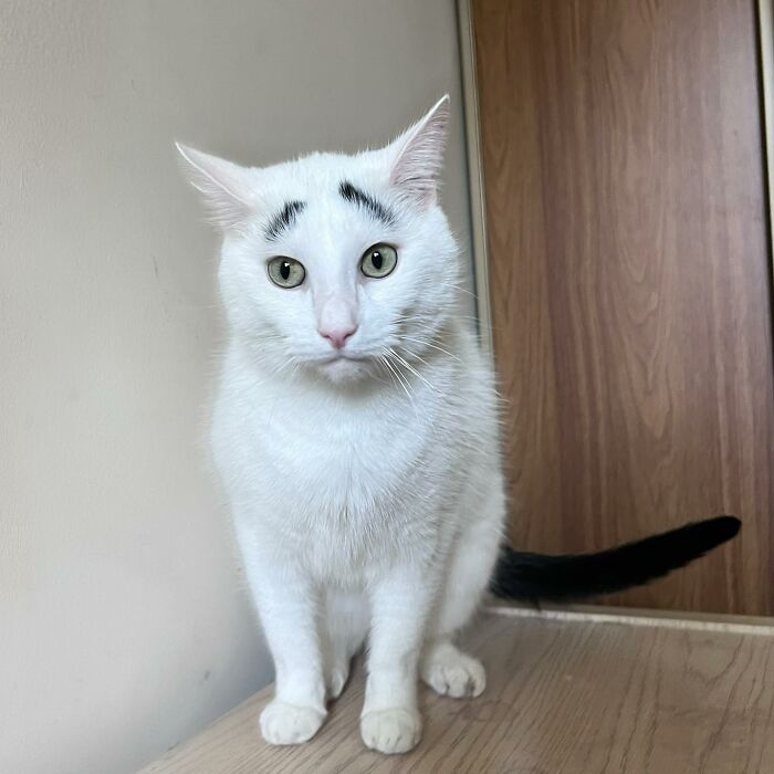 White cat with black tail and eyebrows