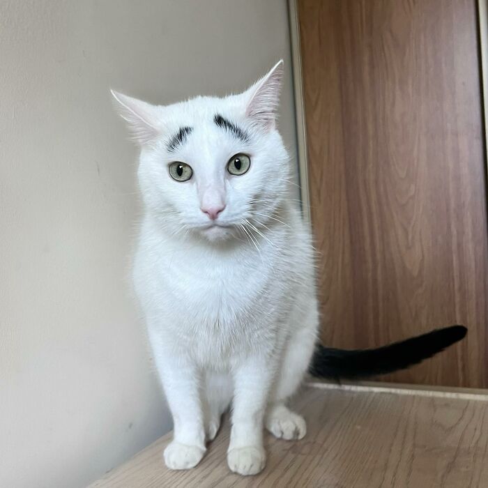 White cat with black tail and eyebrows White cat with black tail and eyebrows