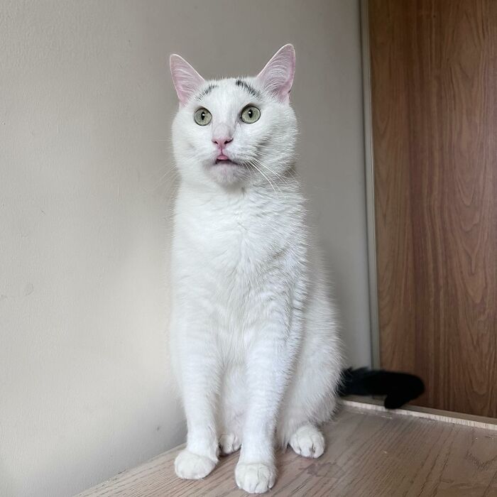 White cat with black tail and eyebrows 