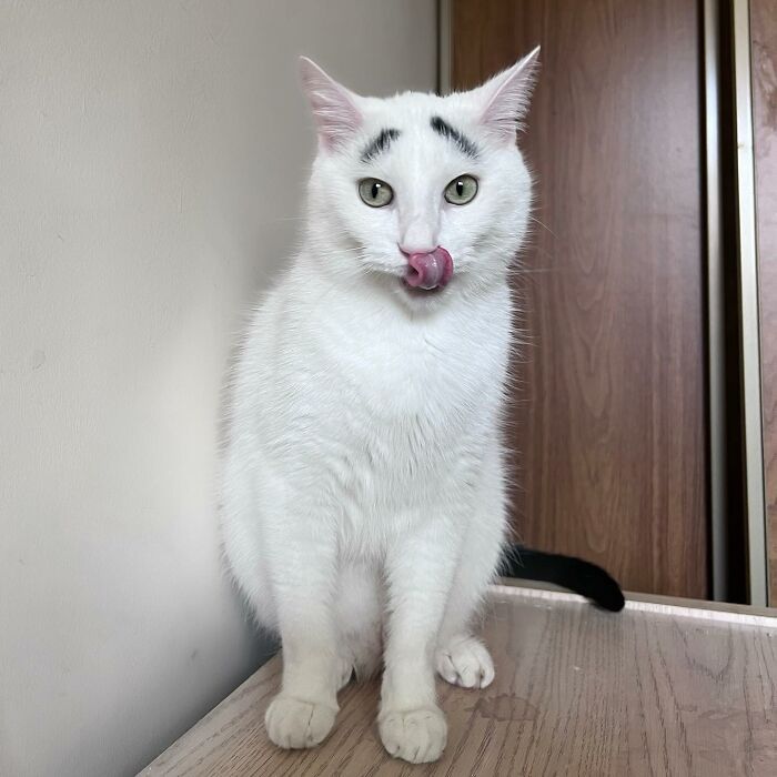 White cat with eyebrows licking his nose