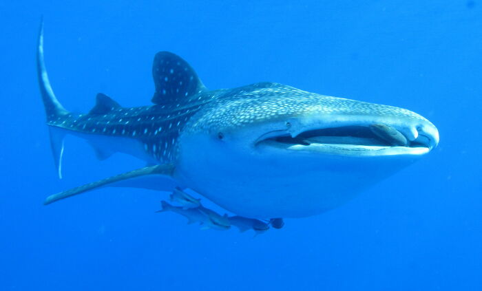 Remoras Sometimes Try To Swim Into Whale Sharks' Rear End