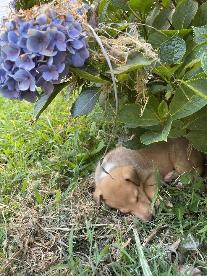 Sleeping Under A Flower