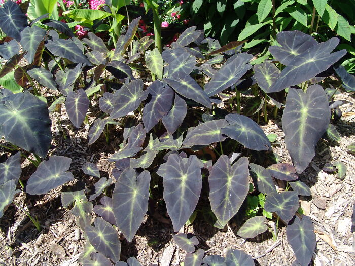close up view of black magic plant