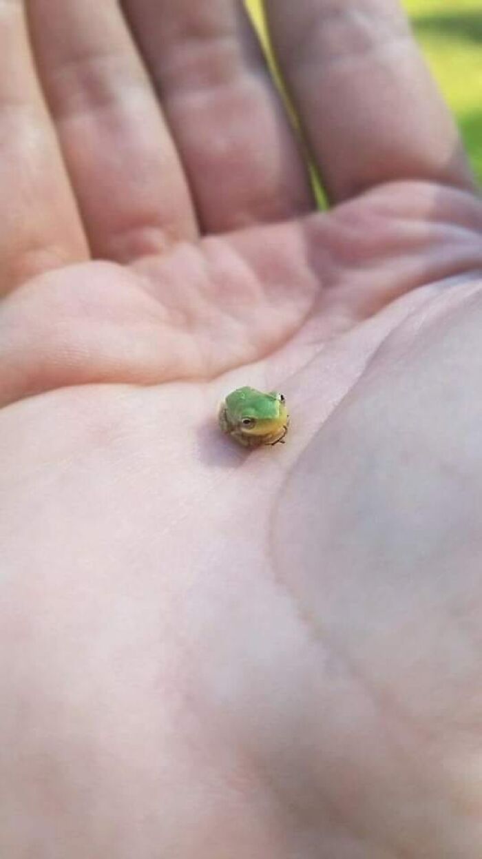 This Cute Tiny Frog