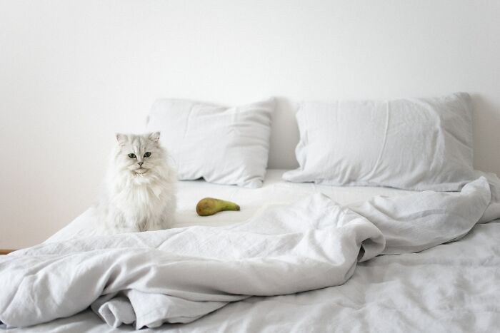White cat on white bed