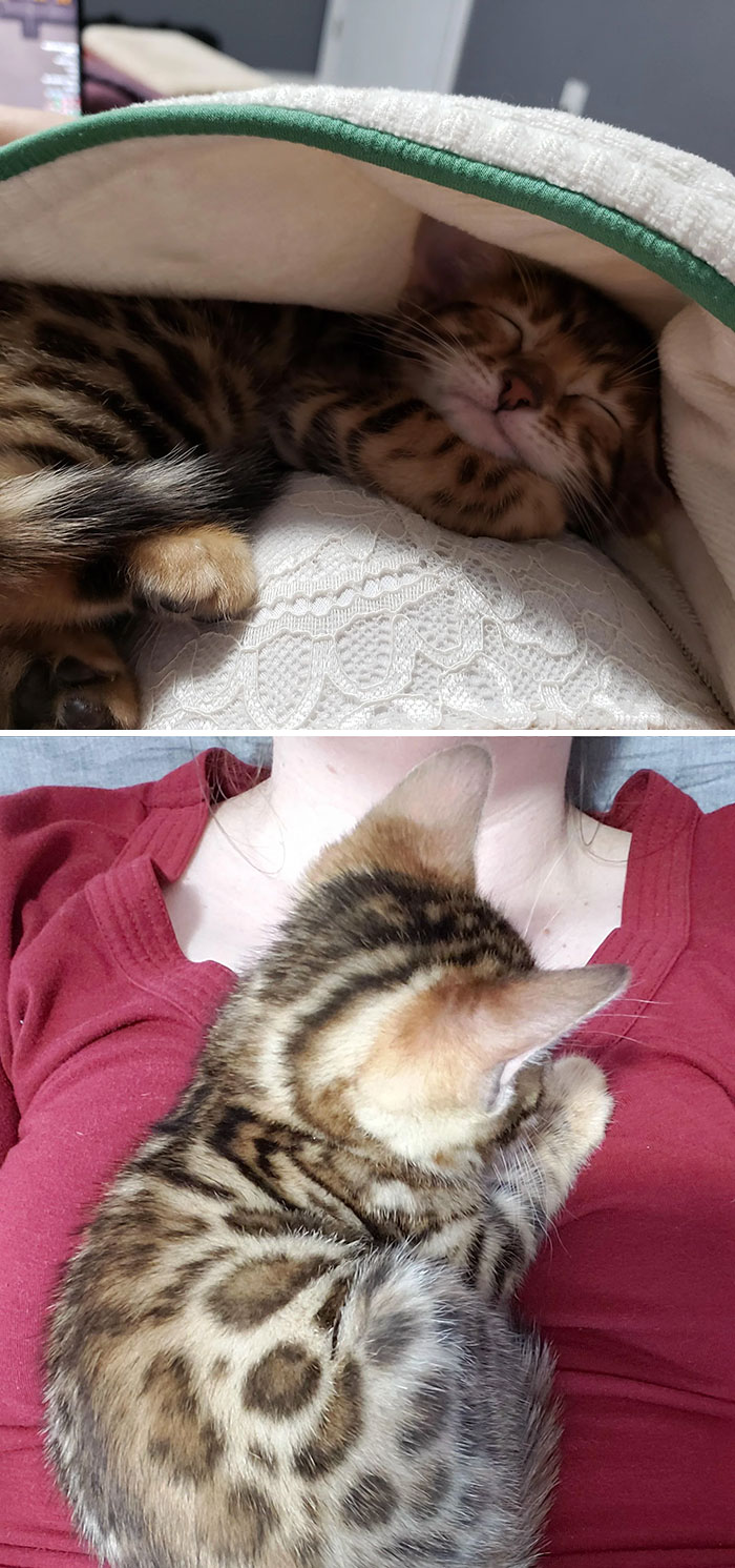 El nuevo gatito tiene preferencias en cuanto al lugar más cómodo para dormir