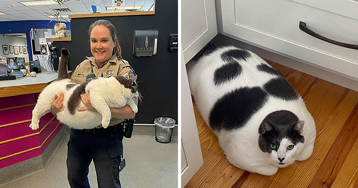 The Journey Of Patches, A 40-Pound Cat, Begins Anew After He Gets Adopted And Is Put On A Special Diet