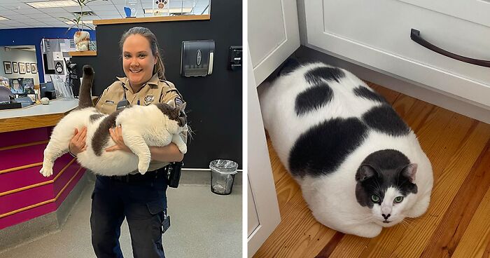 The Journey Of Patches, A 40-Pound Cat, Begins Anew After He Gets Adopted And Is Put On A Special Diet