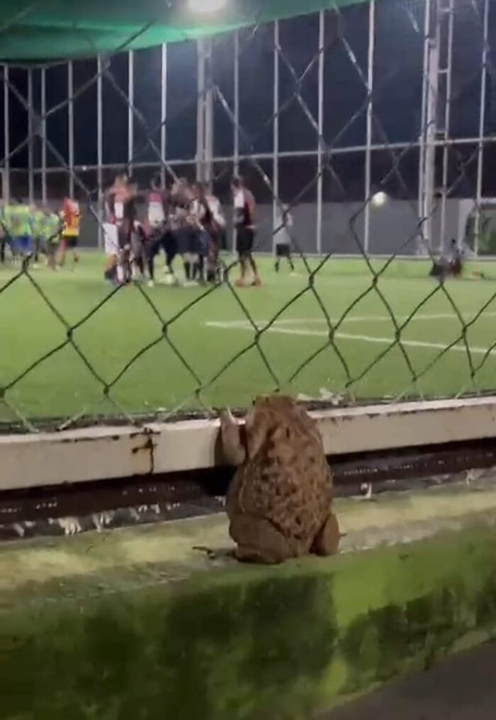 Curious Frog. Football In Brazil, Frog Likes It