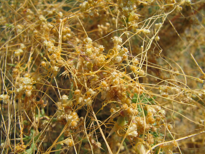 close up view of Cuscata plant