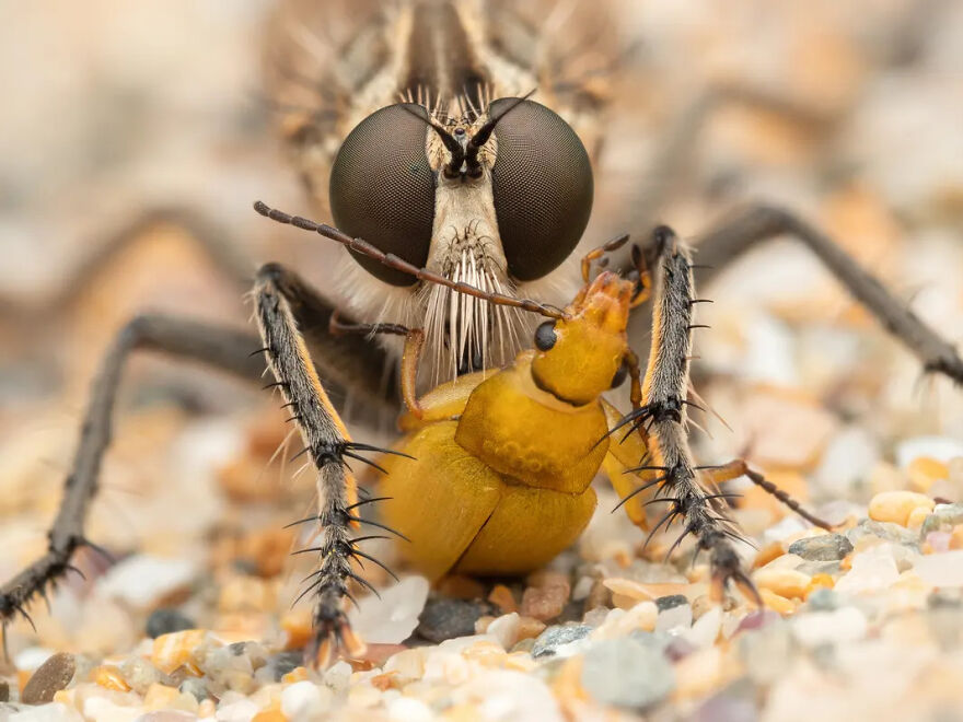 Photograph By Jamie Spensley/Royal Entomological Society