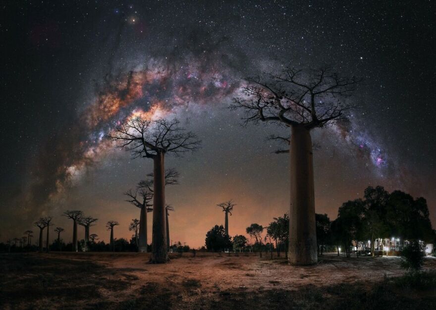 “Night Under The Baobab Trees” – Steffi Lieberman