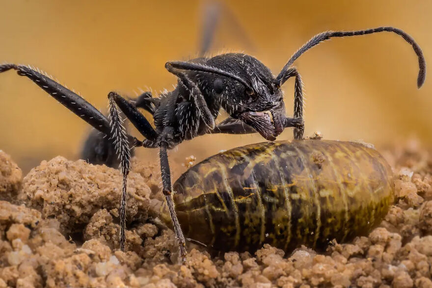 Photograph By Ángel Plata/Royal Entomological Society