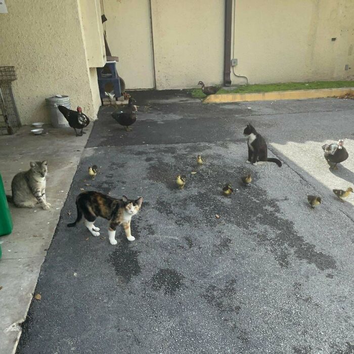 I Found This Weird Cat And Duck Society Near A Library, It Confused Me But Was Also Really Cute