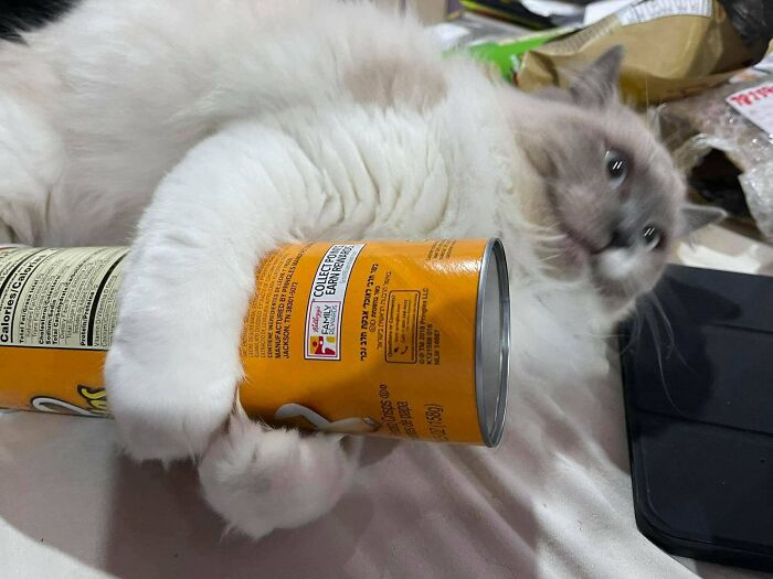 Mi gato abrazando su lata de pringles de apoyo emocional