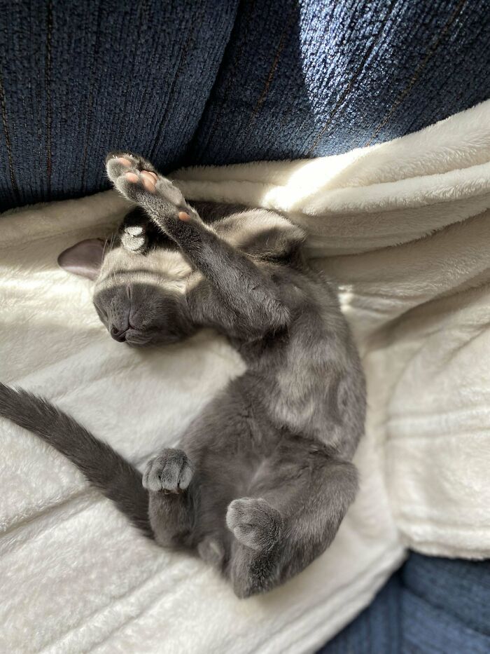 My Mom Said She’s Never Really Seen A Cat Sleep Quite Like Ours. I Told Her I See It All The Time Online! Can You Guys Include Some Pics Of Your Cat Laying On Their Backs So I Can Show Her?