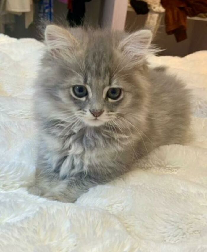 Smol Terrorist. Don't Let The Cute Floofiness Fool You, He May Just Be Satan's Minion. He Is Now Sentenced To A Lifetime Of Cuddles And Spoiling