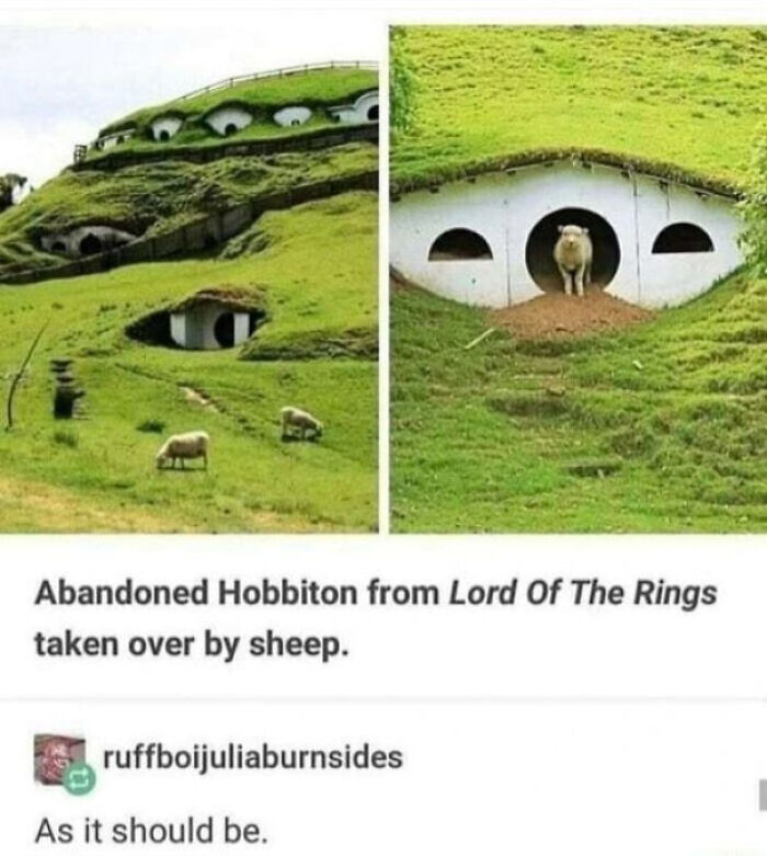 Sheep Invasion