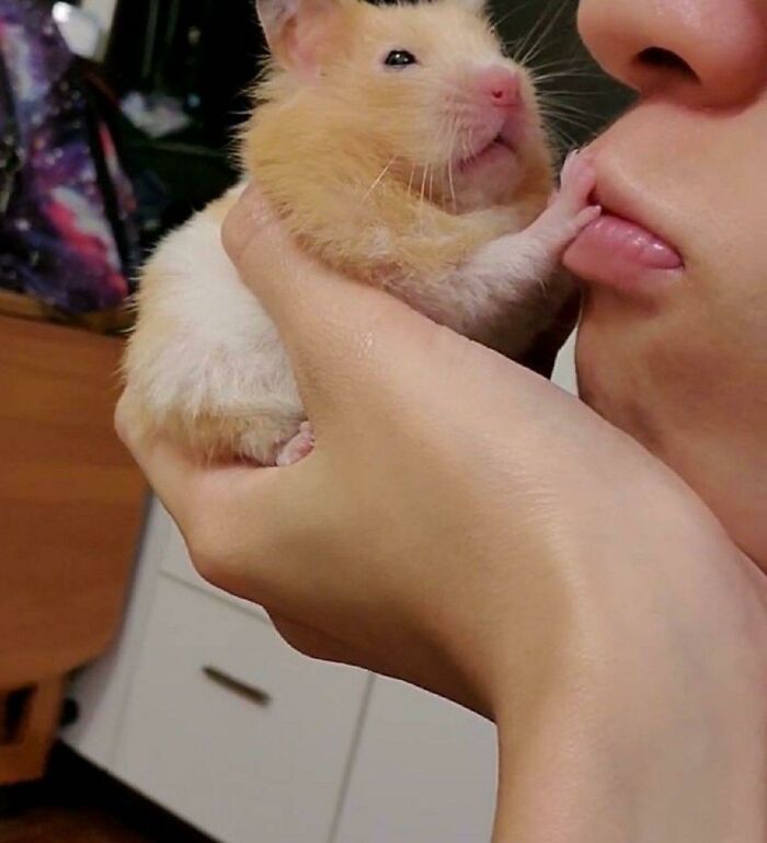 (Not My Hammy) Does Anyone Else’s Hamster Push You Away With Their Tiny Arms When You Try To Kiss Them?🥺🤣