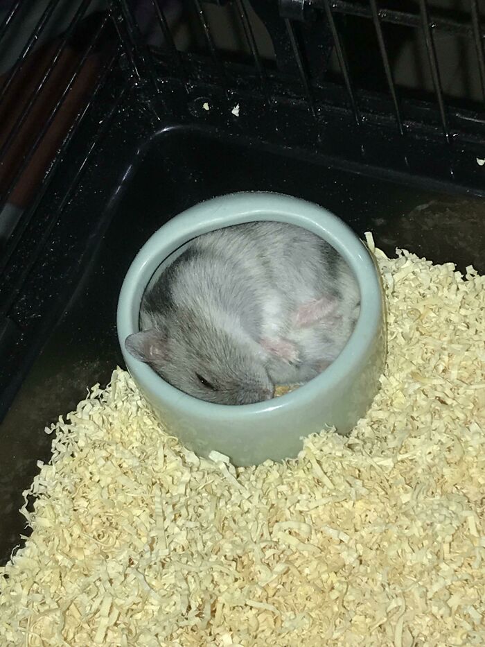 My Hamster Is Sleeping In Her Ceramic Food Bowl. Is This Normal?