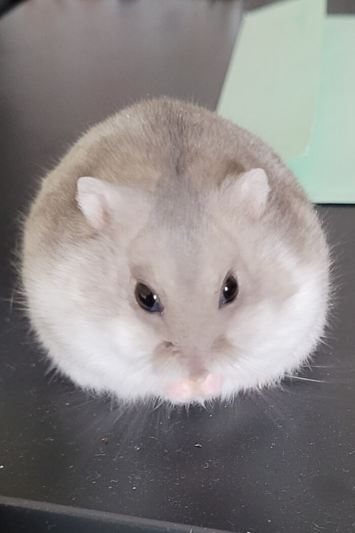 Post Your Favorite Orb Forms Of Your Hamsters In Replies
