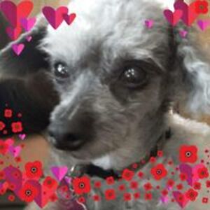 allyson_langley avatar