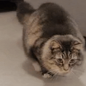 kaedengregory avatar