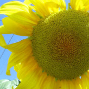 lindalarson_1 avatar