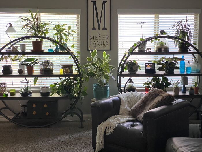 Plants on the shelves 