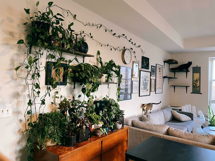 Plants on the shelf 