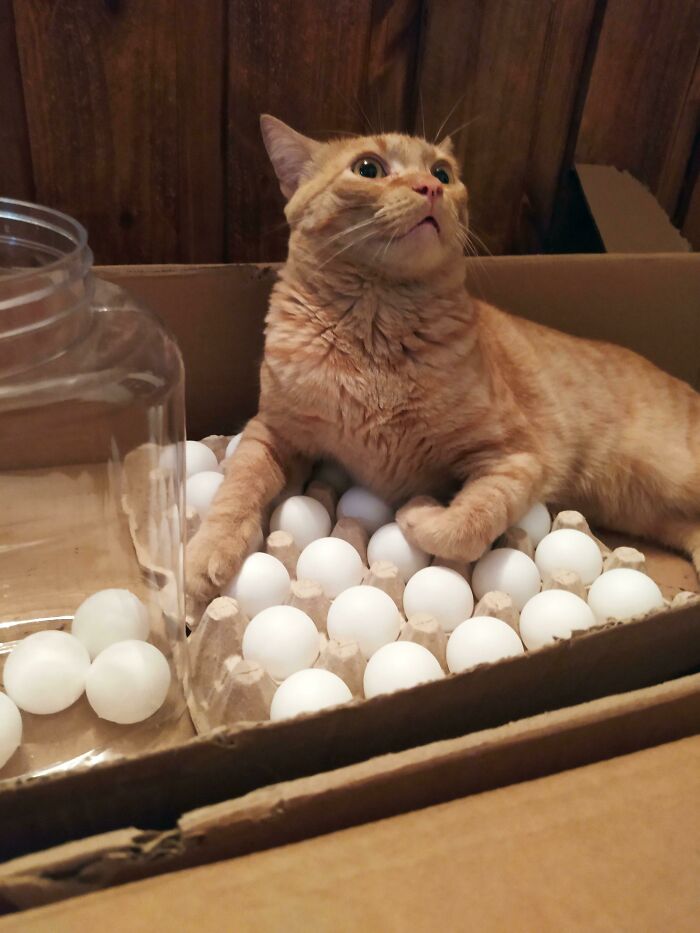 He Always Tries To Lie On Top Of The Eggs, So We Put Ping Pong Balls In The Egg Carton