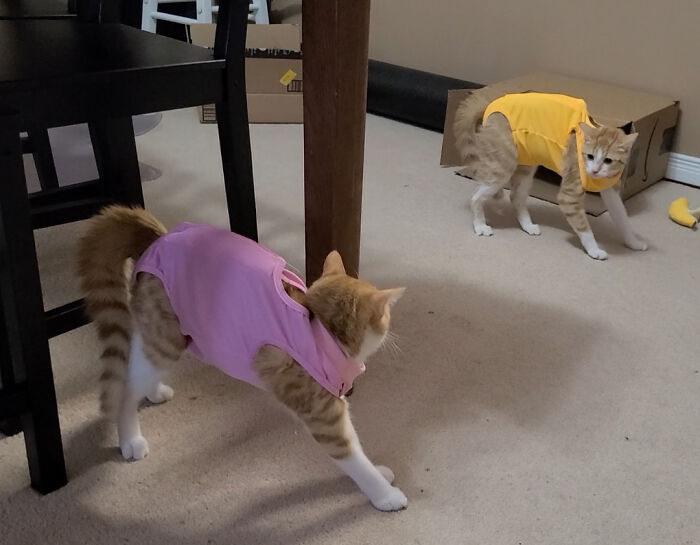 My Girls Got Spayed Today And Once Their Surgery Suits Were On, They Didn't Recognize Each Other
