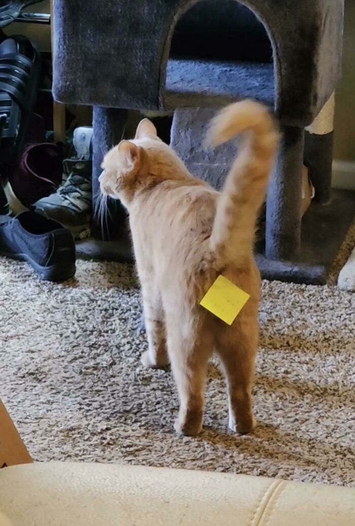 See Our Gremlin In His Natural Habitat: Proudly Strutting Around After Getting Into Office Supplies And Sticky-Noting His Own Butt