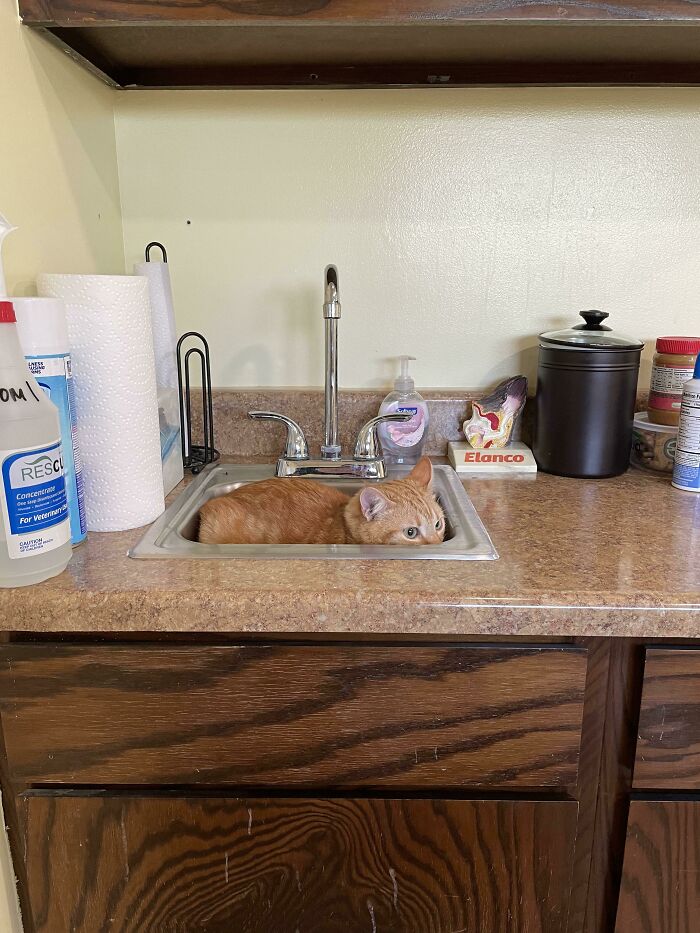 Took Dingus To The Vet Yesterday For His Annual Checkup And He Went And Hid, Can Anyone Help Find Him Or The Braincell?