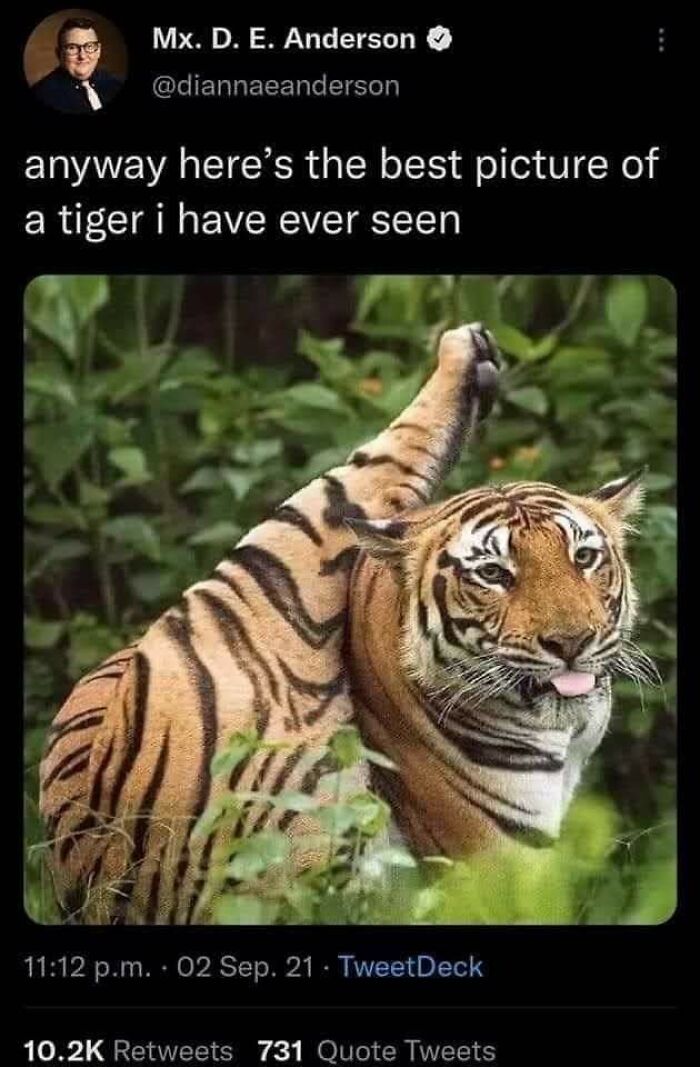 Tiger Being Orange