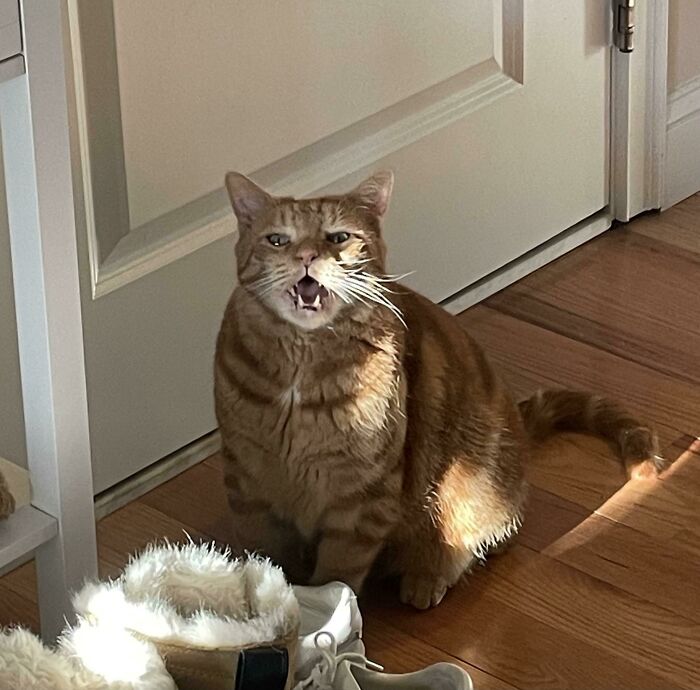 It Finally Happened Yesterday…the Vet Has Diagnosed Calvin As Chonk. He Needs To Lose 2 Lbs. Here He Is Singing Me The Song Of His People When I Refused Him Post-Vet Treats