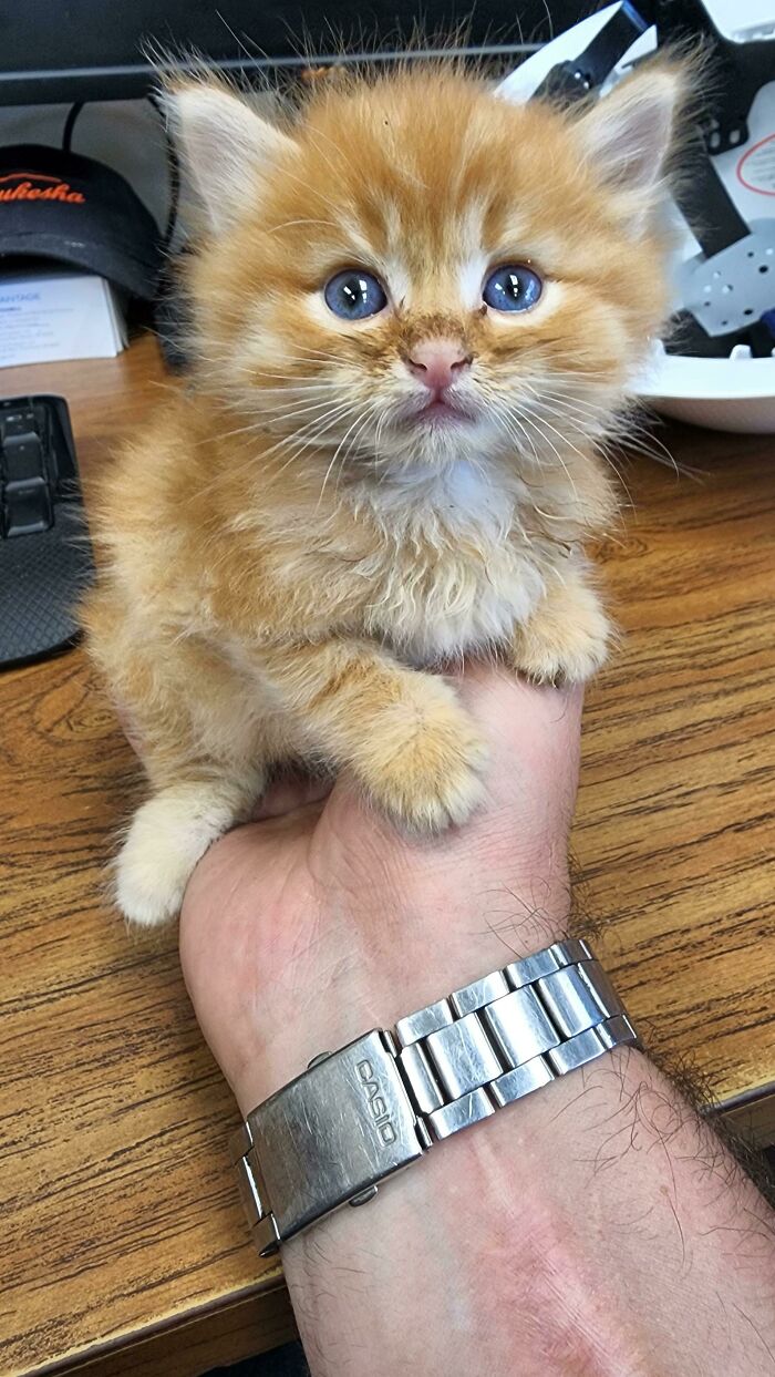 A Cat Had 4 Kittens At The Landfill I Work It. The Mom Left And Took 3 With Her, This Little Guy Was Left Behind. After A Week Of Leaving Food And Water For Him I Found Him His Forever Home