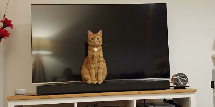 He Thinks He's An Ornamental Statue. Very Inconvenient When The TV Is On