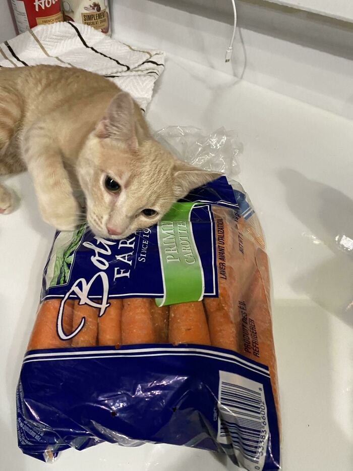 I Don’t Know If He Thinks He’s A Carrot Or If The Bag Of Carrots Is His Brethren, But He’s Been Like This For 15 Minutes
