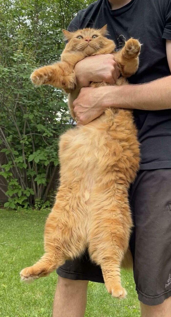 Found Our Newton Eating Cucumbers In The Garden