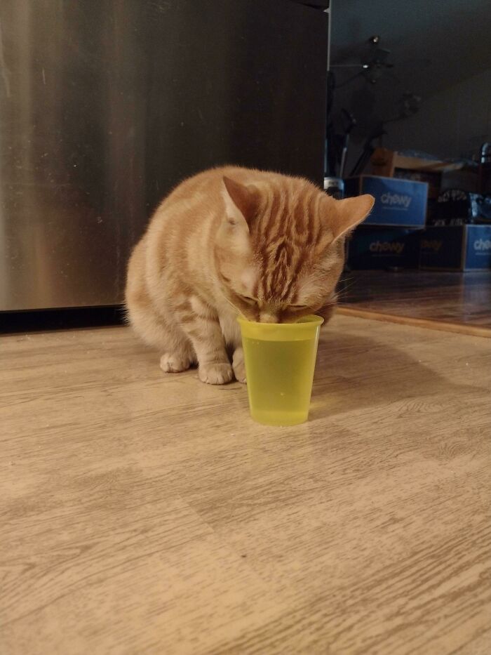 I Bought Him A Fancy $100 Flowing Water Dish, But No. He Really Refuses To Drink Out Of Anything Except A Cup