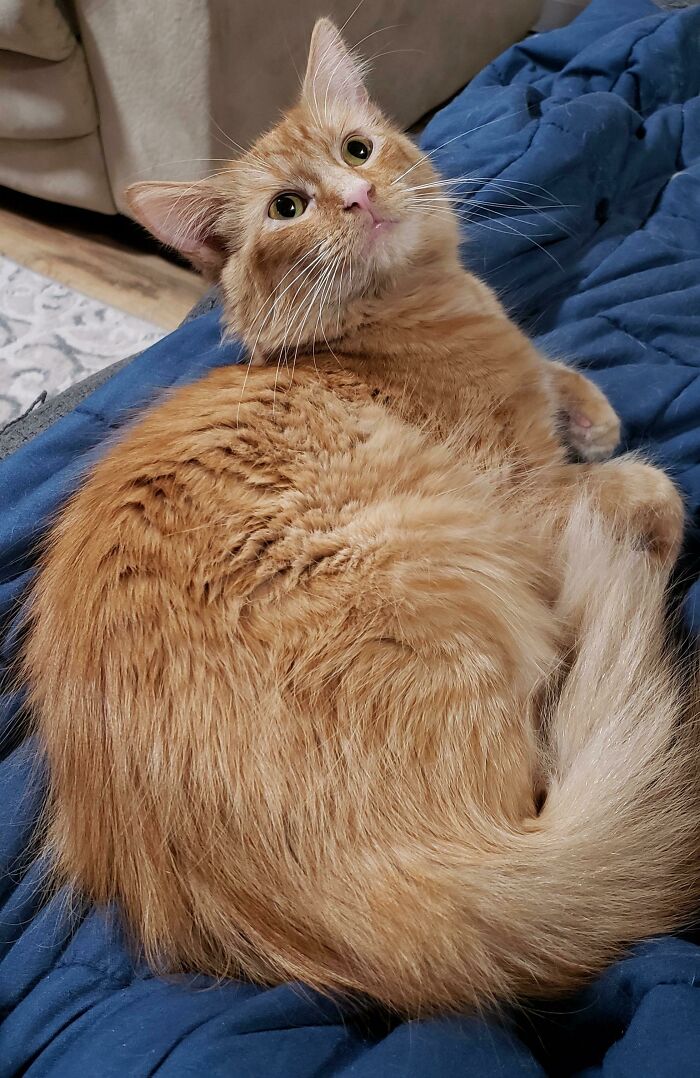 Was Told By The Vet The Other Day That Little Samus Is Something Of A Rare Breed Being A Female Orange Tabby. My Very Own Cute Rare Braincell