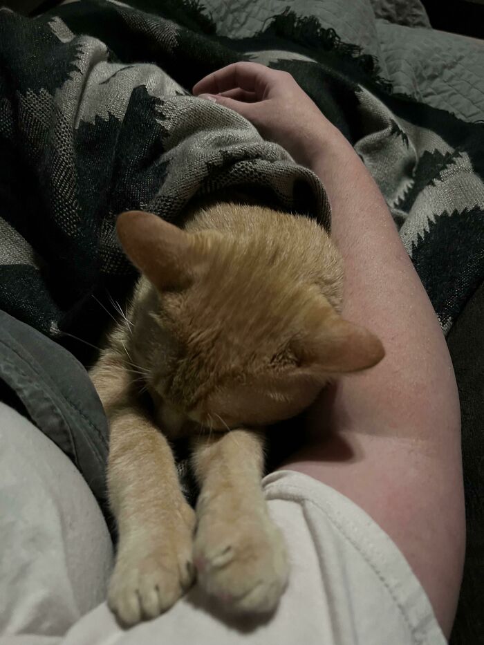 Brought This Sleepy Guy Home From The Shelter Yesterday. His Previous Owners Moved Out Of Their Apartment And Left Him Behind. He Used His Brain Cell To Cry For Help Until Animal Control Showed Up To Rescue Him