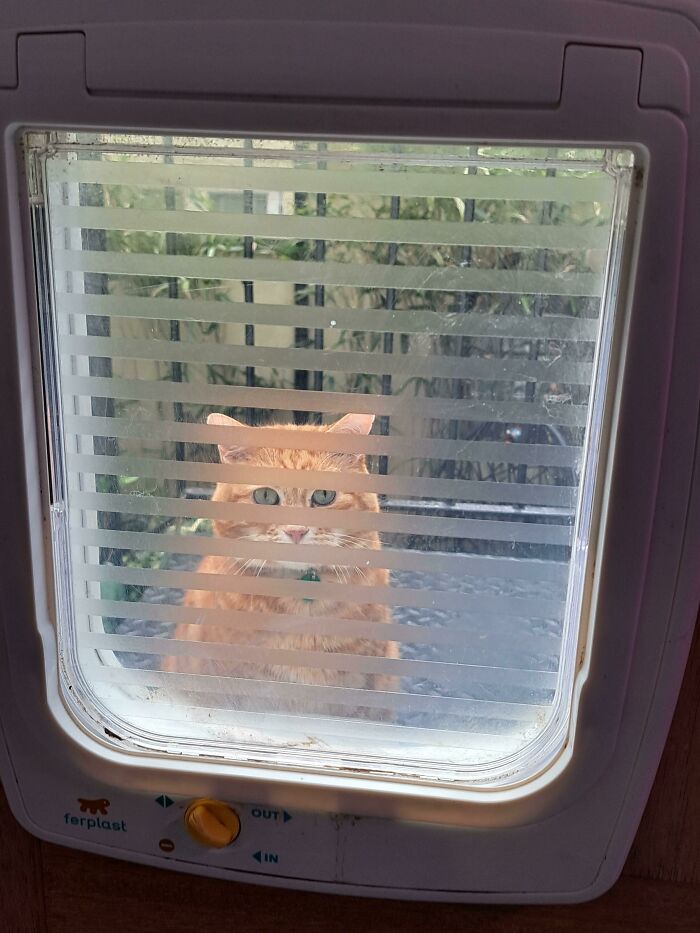 The Cat Flap Is Open. He Knows How To Use The Cat Flap. So He Sits Outside The Cat Flap And Stares In Mournfully, Occasionally Meowing To Himself