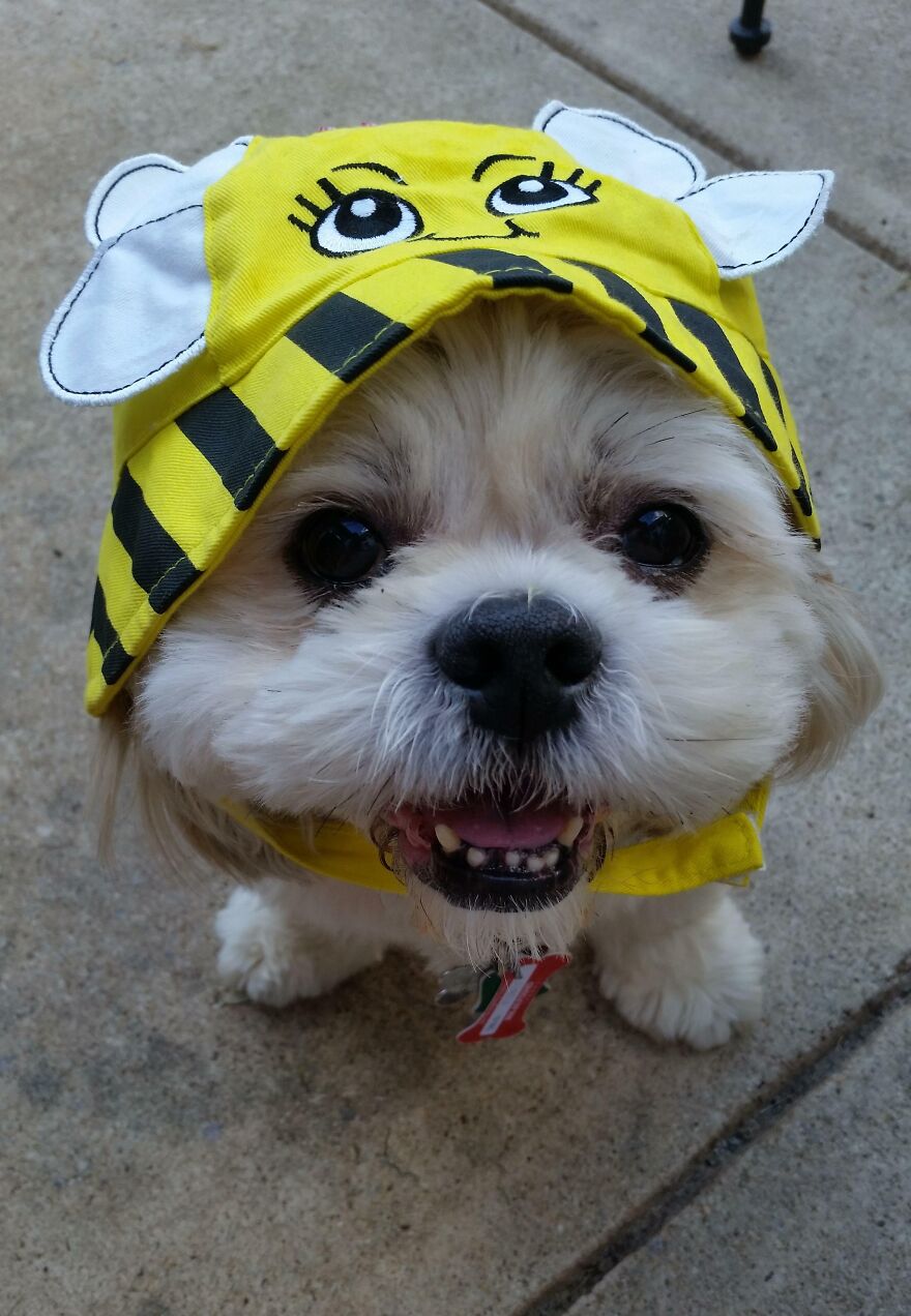 close-up dog's face in a bee-looking hat